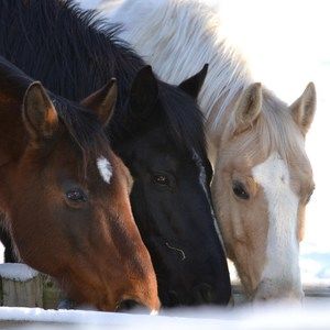 Meet your Posher, Scott